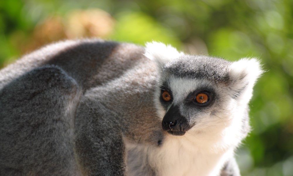 Lemur Faunia