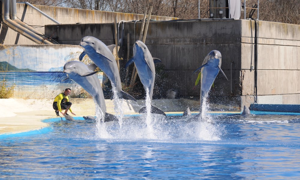 zoo de madrid