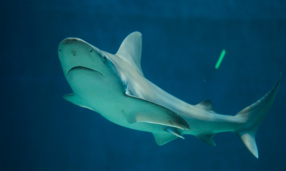 tiburón Atlantis Aquarium Madrid