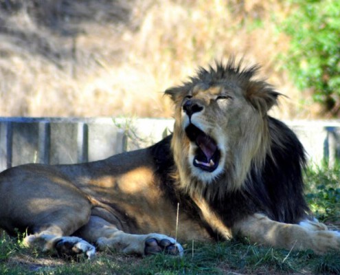 León Zoo Madrid