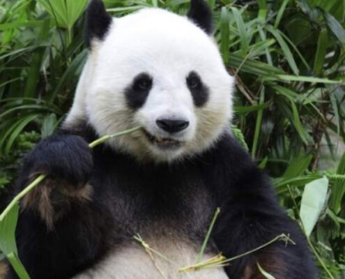 Oso Panda Zoo Madrid