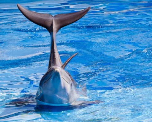 delfín zoo madrid