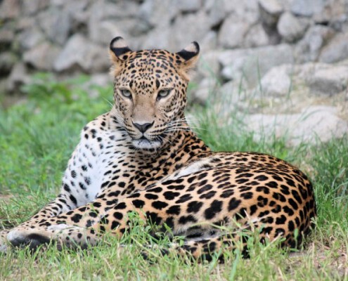leopardo faunia