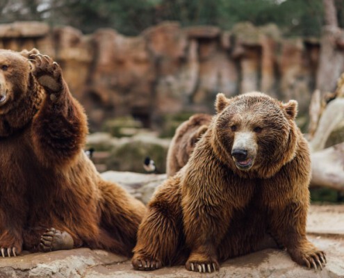 oso pardo zoo madrid