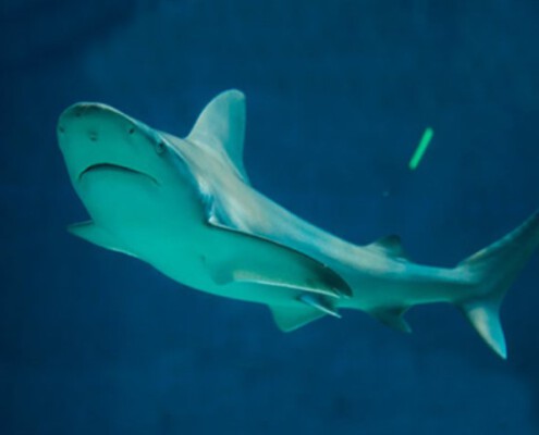tiburon gris Atlantis Aquarium