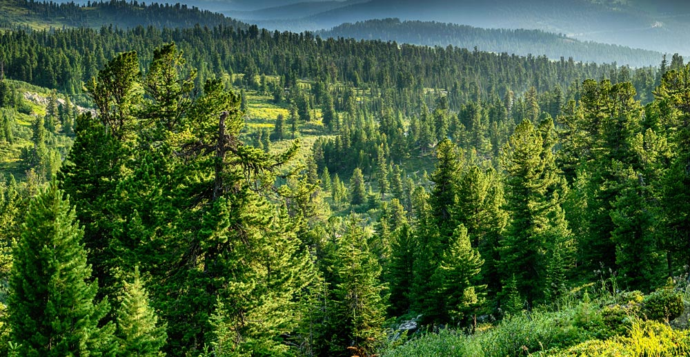 bosques verdes